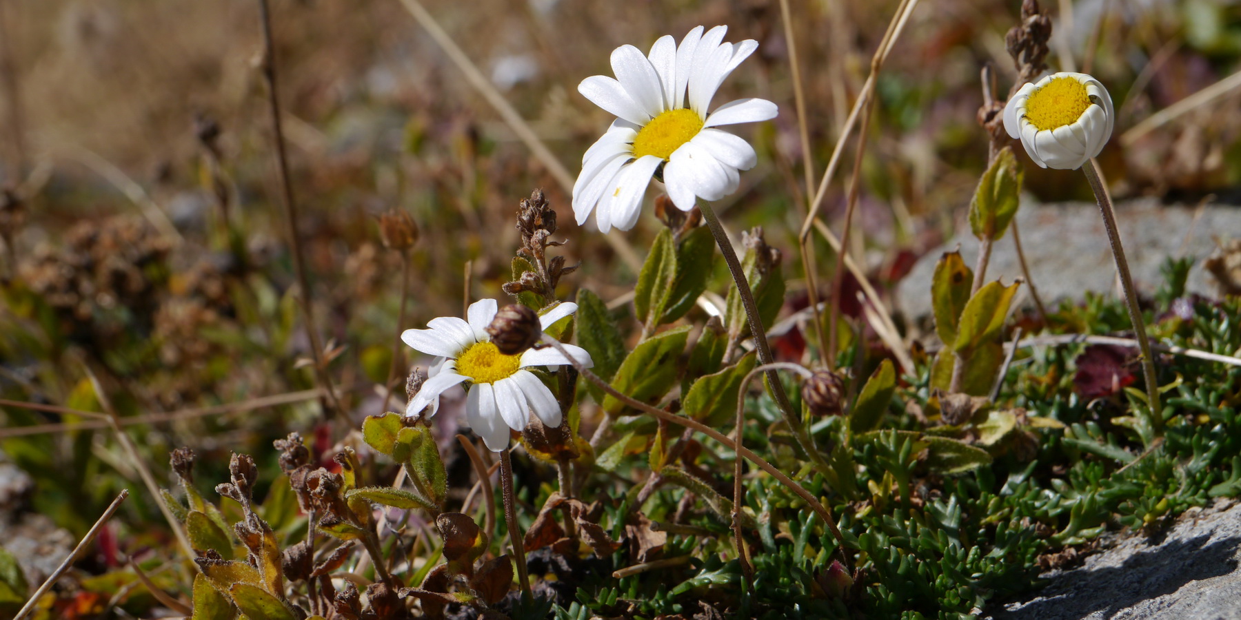 leucanthème